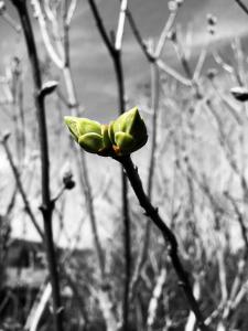 knospe sw colossplash (1)