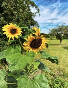 Rhoden und Umgebung 2020