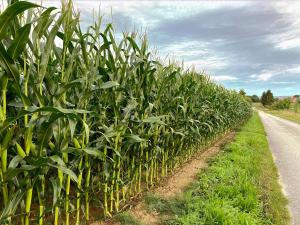 Rhoden und Umgebung 2020