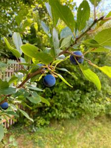 Rhoden und Umgebung 2020