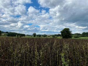 Rhoden und Umgebung 2020